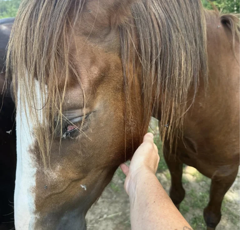 Cheval au repos aux Écuries de Lodbrok