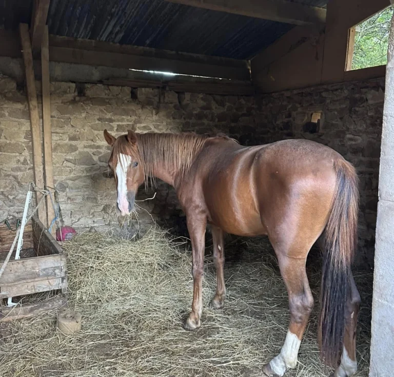Cheval au repos dans son paddock aux Écuries de Lodbrok