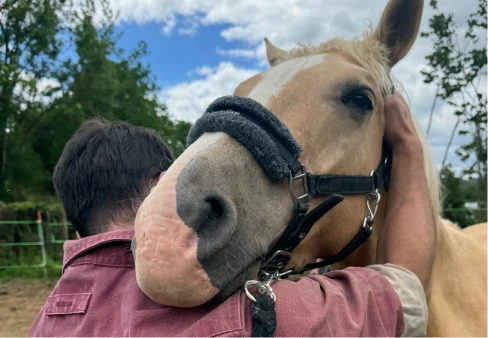 Séance d'ostéopathie sur un cheval aux Écuries de Lodbrok