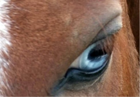 Séance d'EMDR sur un cheval aux Écuries de Lodbrok