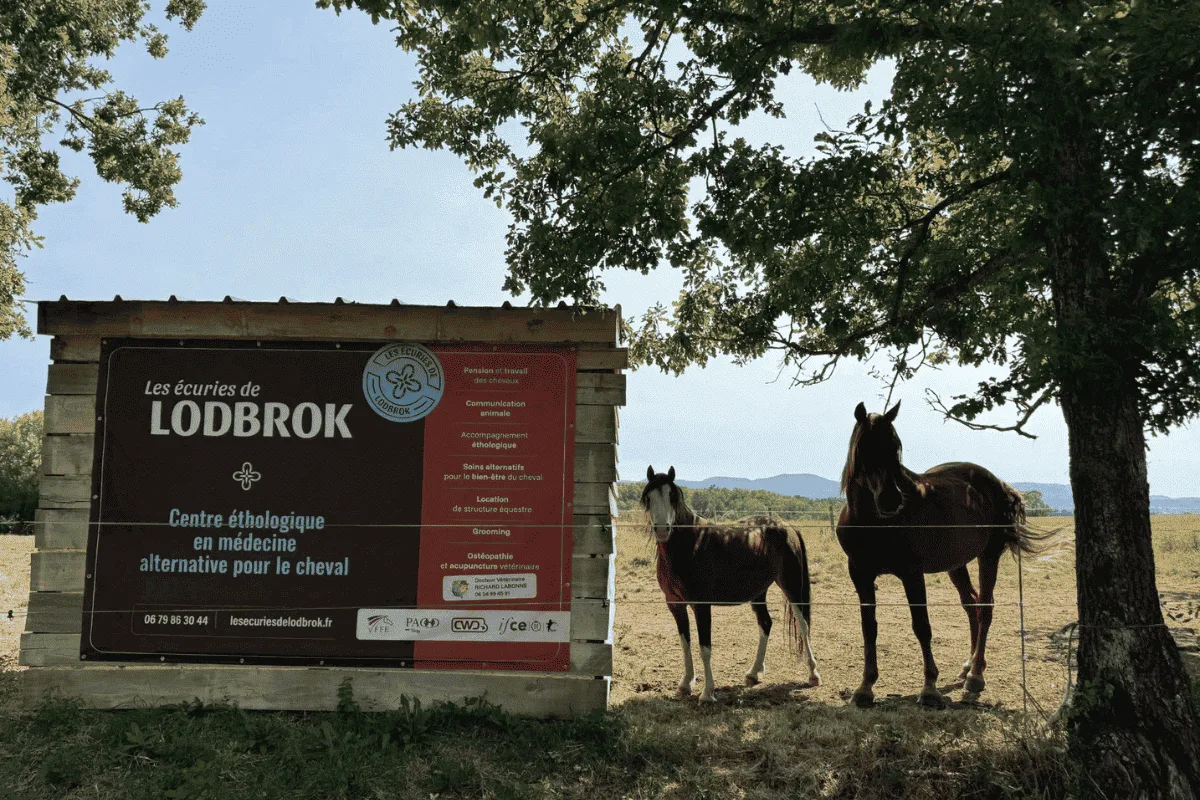 Chevaux aux Écuries de Lodbrok, centre de soins alternatifs pour chevaux dans le Puy-de-Dôme