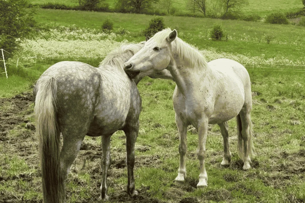 Chevaux en plein air aux Écuries de Lodbrok, accompagnement éthologique et soins alternatifs pour chevaux dans le Puy-de-Dôme