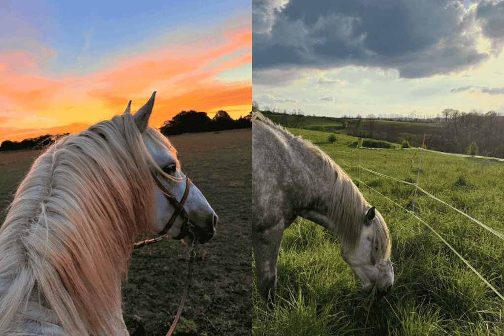 Chevaux dans l'environnement naturel préservé des Écuries de Lodbrok