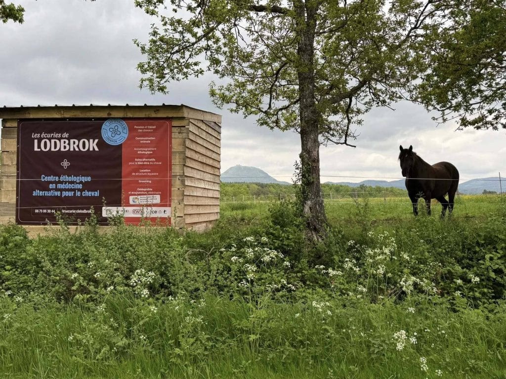 Cheval dans un cadre naturel aux Écuries de Lodbrok