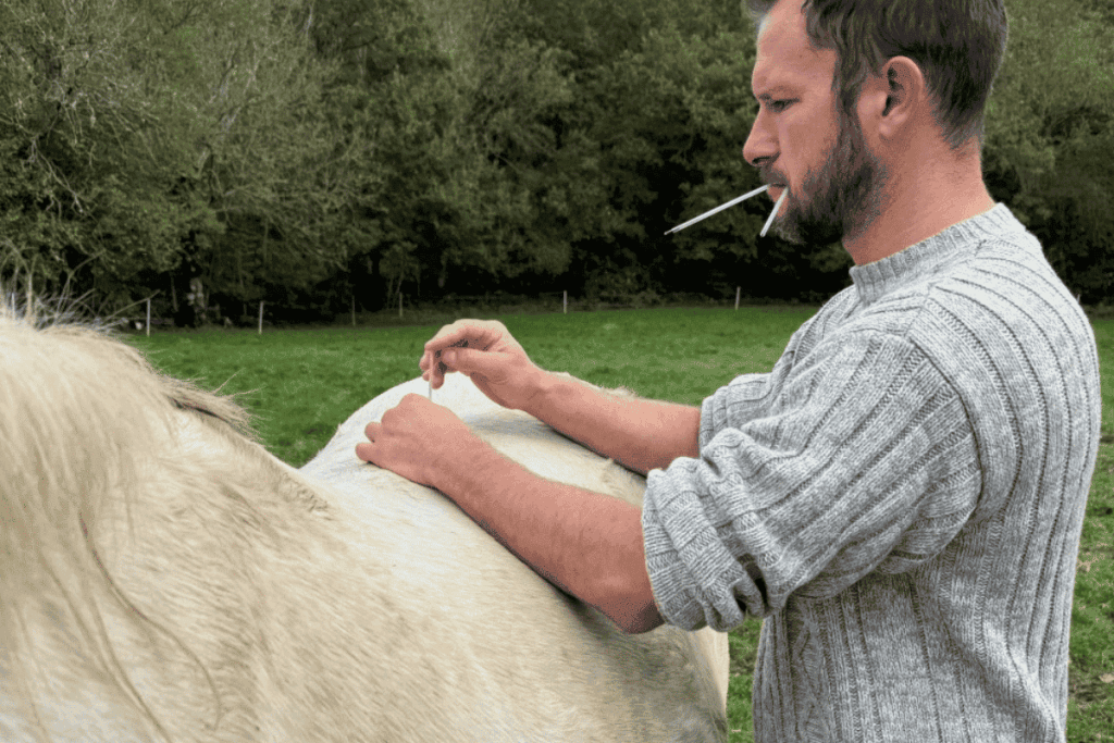 Séance d'acupuncture pour cheval aux Écuries de Lodbrok