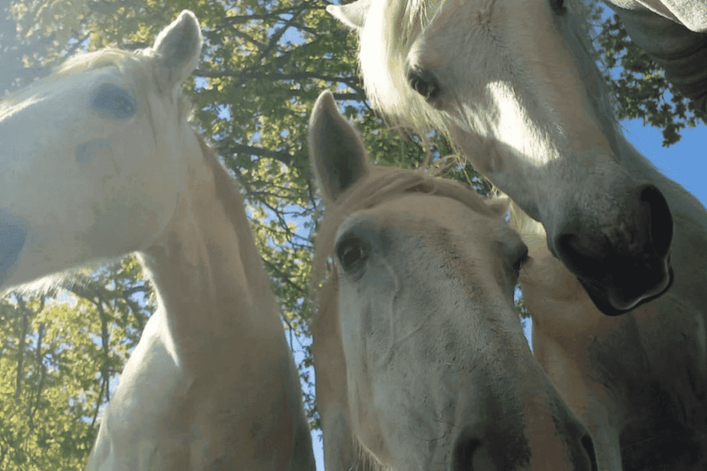 Plusieurs chevaux aux Écuries de Lodbrok