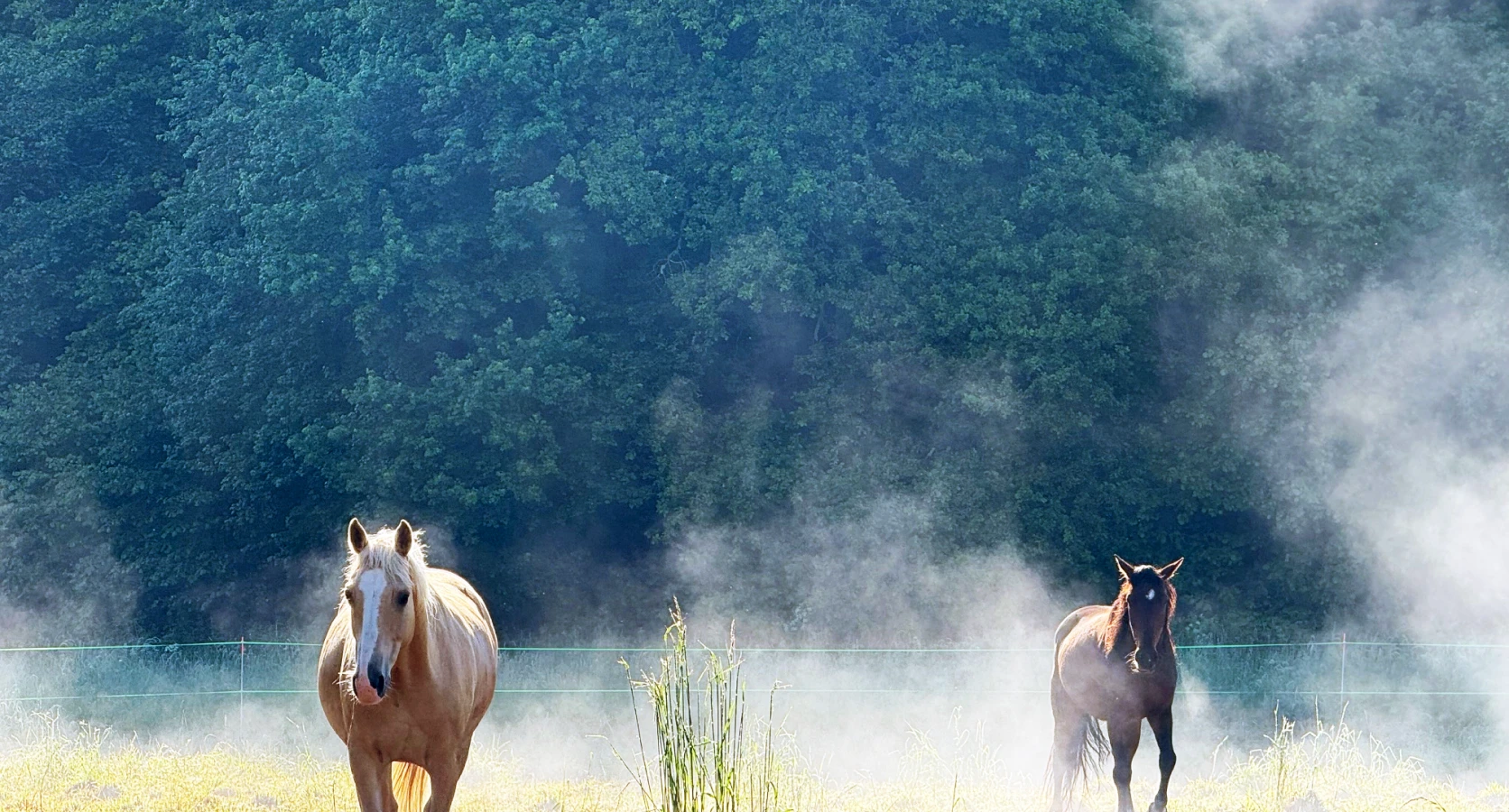 Chevaux en liberté dans un pré – Les Écuries de Lodbrok